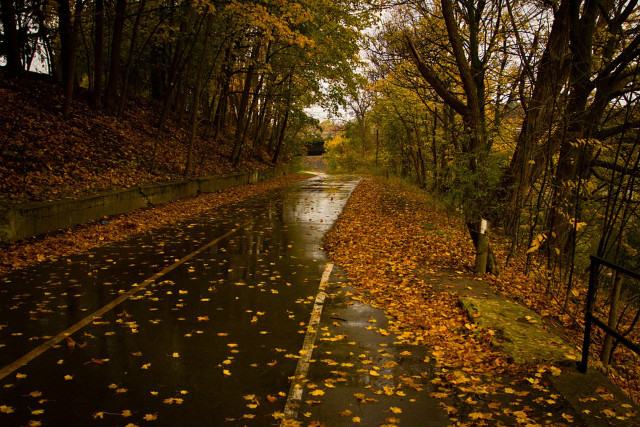 Must Know Tips for Driving in Autumn 